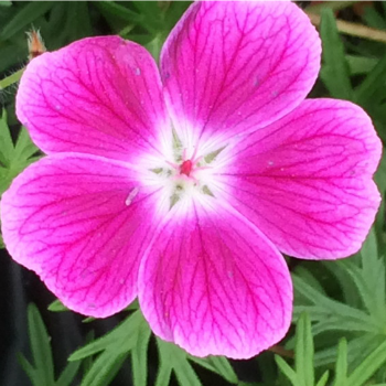 Geranium_sanguineum_Elke