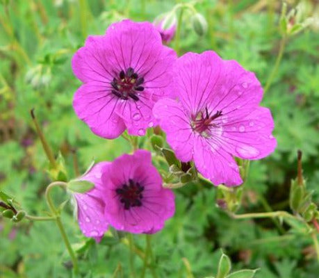 Geranium_Janette