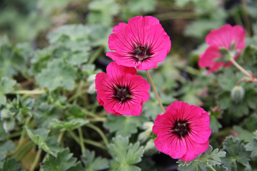 Geranium_x_cinereum_melody.jpg