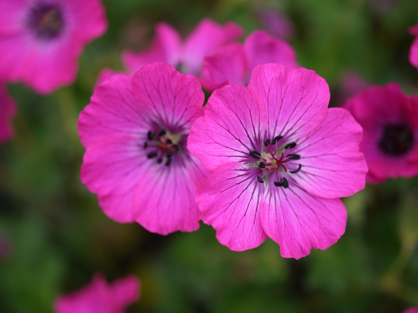 Geranium x cinereum 'Memories' (PBR EU17467)