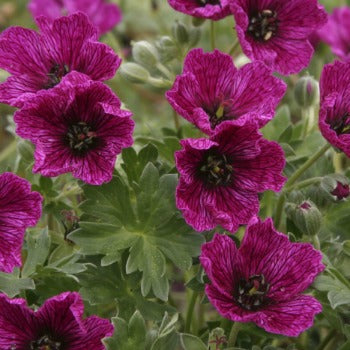 Geranium_cinereum_purple_pillow.jpg