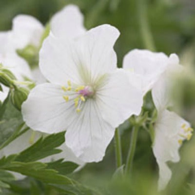 Geranium_sanguineum_Album