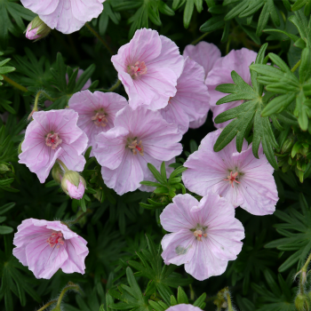 Geranium_sanguineum_striatum.jpg