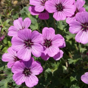 Geranium_cinereum_sateene_eu17597.jpg