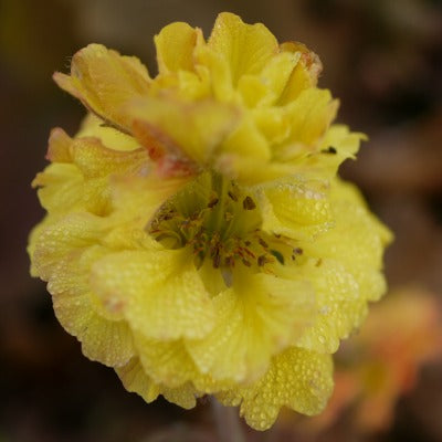 Geum_Lemon_Sorbet