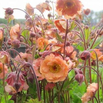 Geum_mai_tai_eu_35820.jpg