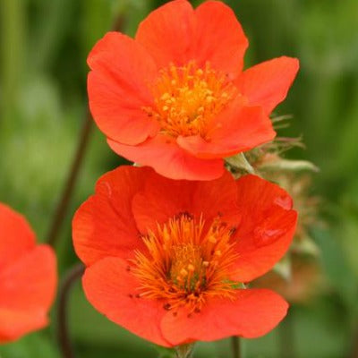 Geum_Tosai