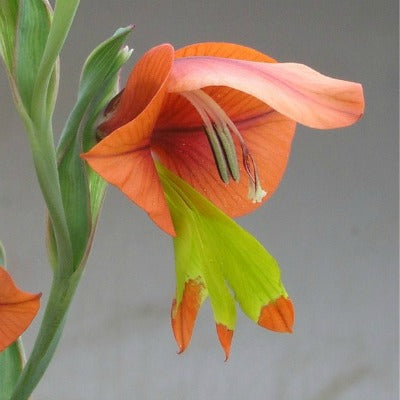 Gladiolus_alatus