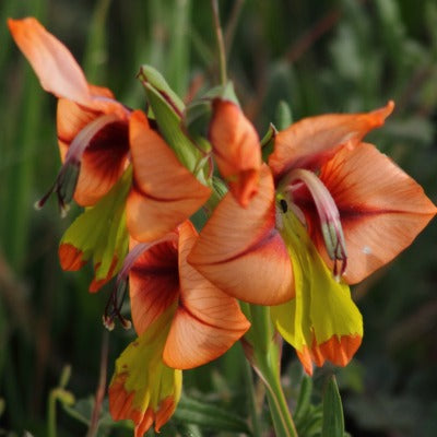 Gladiolus_alatus