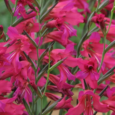 Gladiolus communis subsp byzantinus (Dark Form)