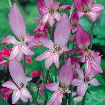 Gladiolus_bzantinus_Sugar_Pink