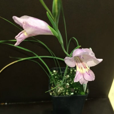 Gladiolus_carinatus