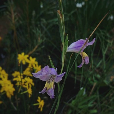 Gladiolus_carinatus_blue_shades