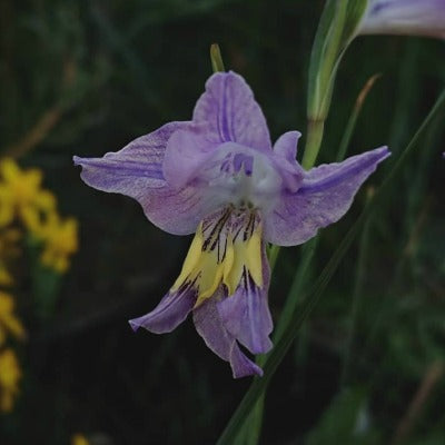 Gladiolus_carinatus_blue_shades
