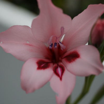 Gladiolus_carneus