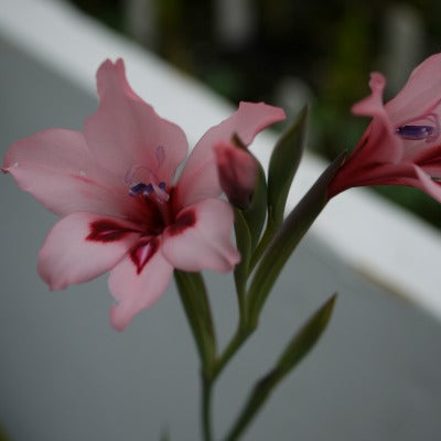 Gladiolus_carneus