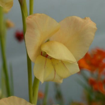 Gladiolus dalenii ssp dalenii