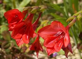 Gladiolus_flanaganii