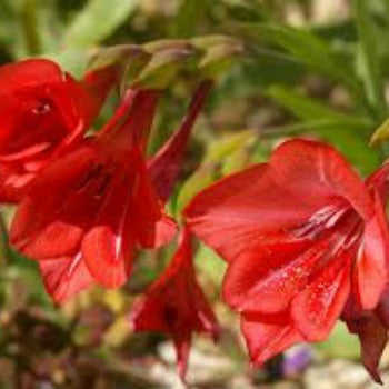 Gladiolus_flanaganii