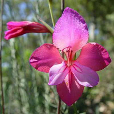 Gladiolus_illyricus