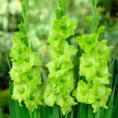 Gladiolus_Limelight