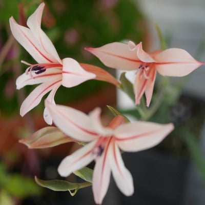 Gladiolus_miniatus
