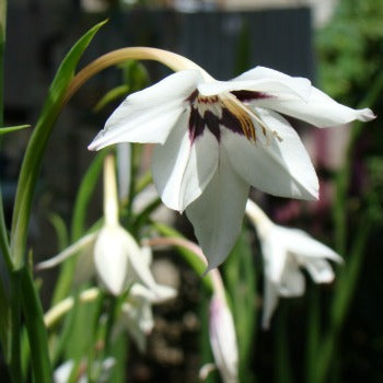 Gladiolus_murielae_(acidanthra_murielae).jpg