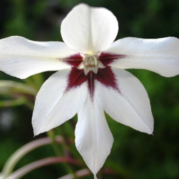 Gladiolus_murielae_(acidanthra_murielae).jpg