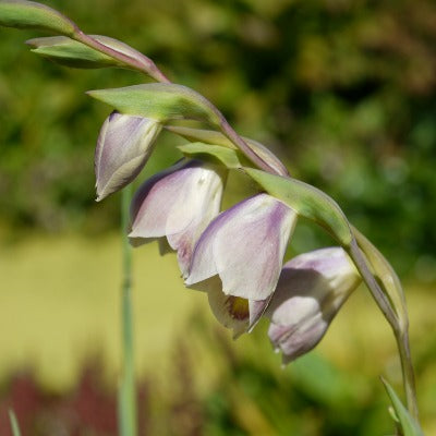 Gladiolus_papilio