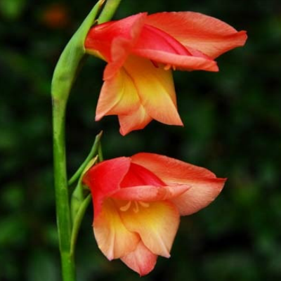 Gladiolus_papilio_David_Hills