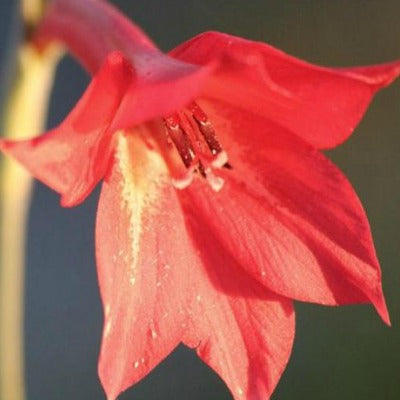 Gladiolus_priorii