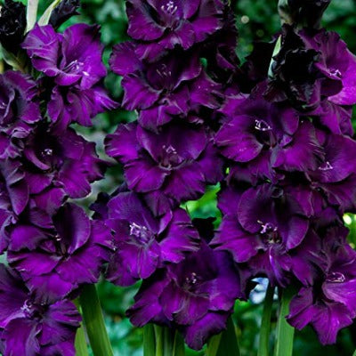 Gladiolus_Purple_Mate