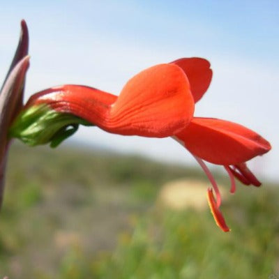 Gladiolus_splendens