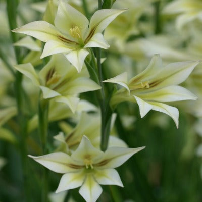 Gladiolus_tristis