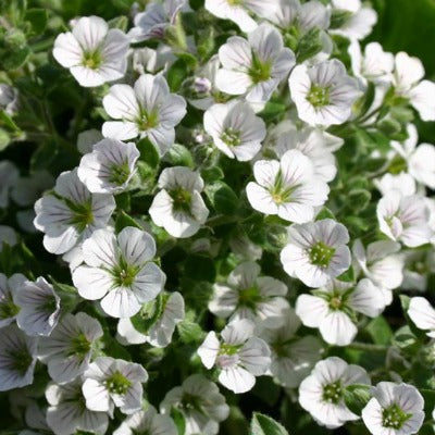 Gypsophila_cerastioides