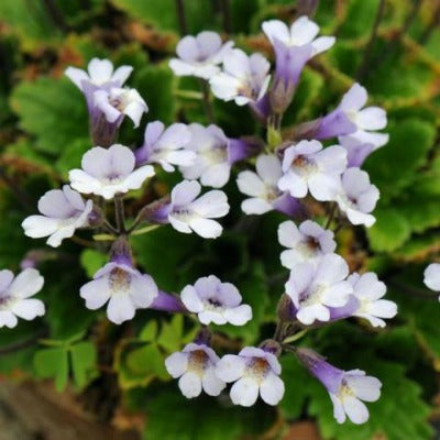 Haberlea_rhodopensis