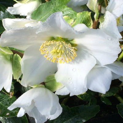 Hellebore_Snow Moon