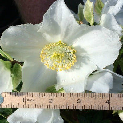 Helleborus niger Snow Moon