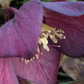 Helleborus Dark as Night