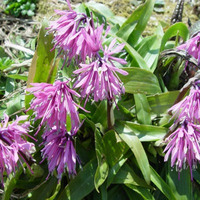 Heloniopsis orientalis