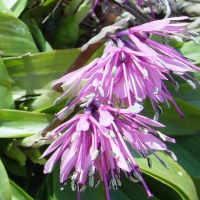 Helionopsis_orientalis