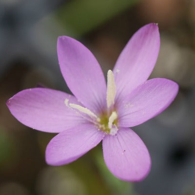 Hesperantha_baurii