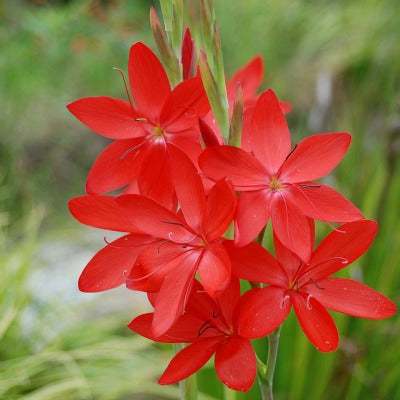 Hesperantha_coccinea_Major