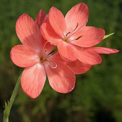 Hesperantha_Salome