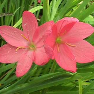 Hesperantha_coccinea_Sunrise