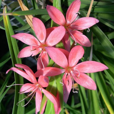 Hesperantha_coccinea_Fenland_Daybreak