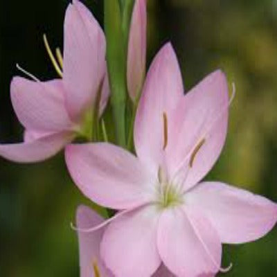 Hesperantha_Jennifer