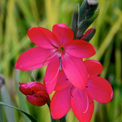 Hesperantha_Oregon_Sunset