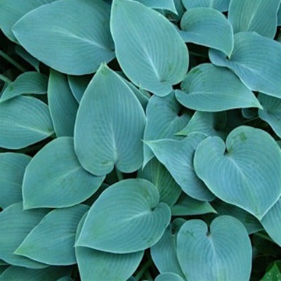 Hosta_Halcyon