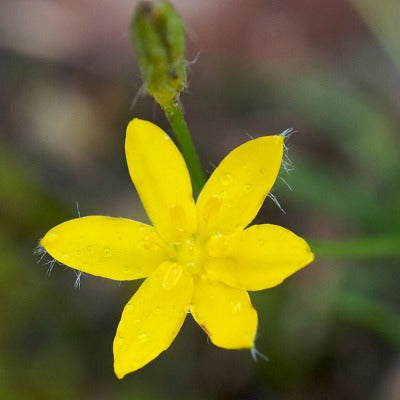 Hypoxis krebsii